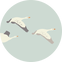 Flying_Geese_Print_AW25_Swatch - Nature Baby